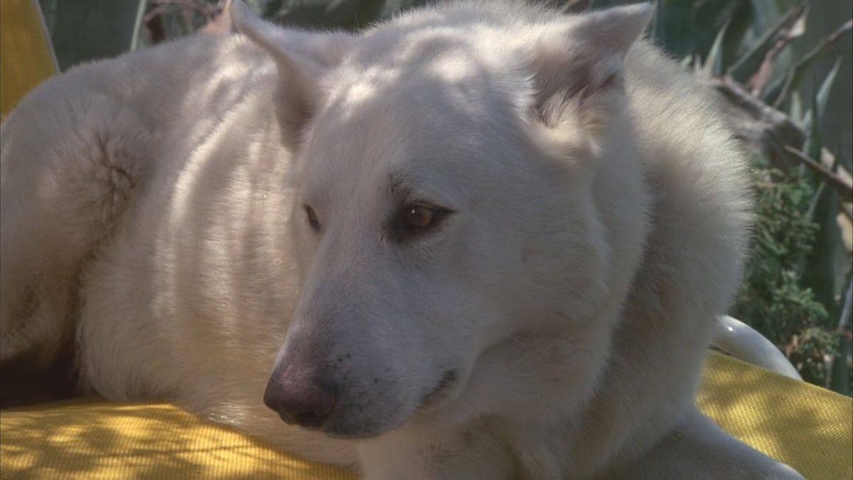 White Dog (1982) directed by Samuel Fuller • Reviews, film + cast